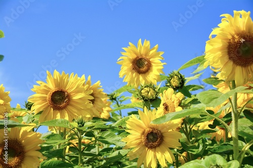 Fototapeta Naklejka Na Ścianę i Meble -  Grußkarte - Sonnenblumen