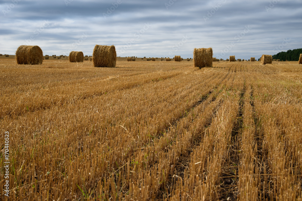 Harvested wheat field. Many straw stacks.