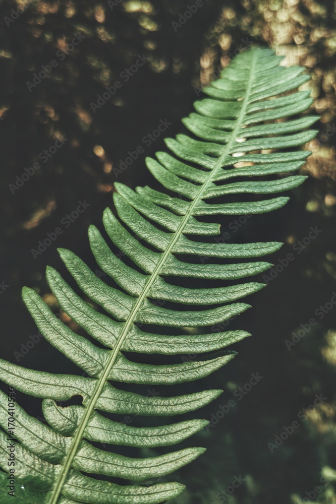 Fototapeta premium Fern