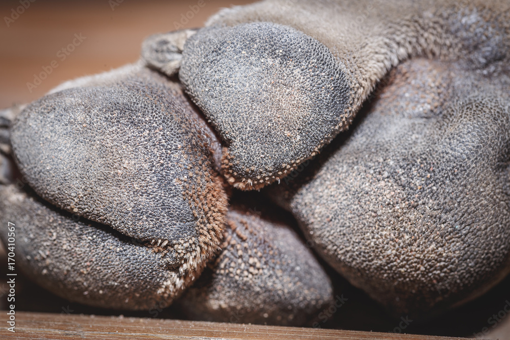 Obraz premium Dog's feet