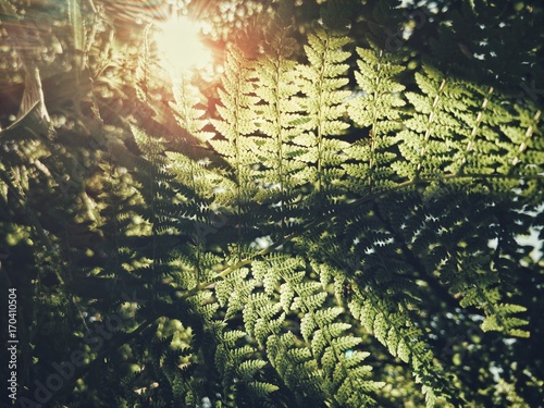 Fern