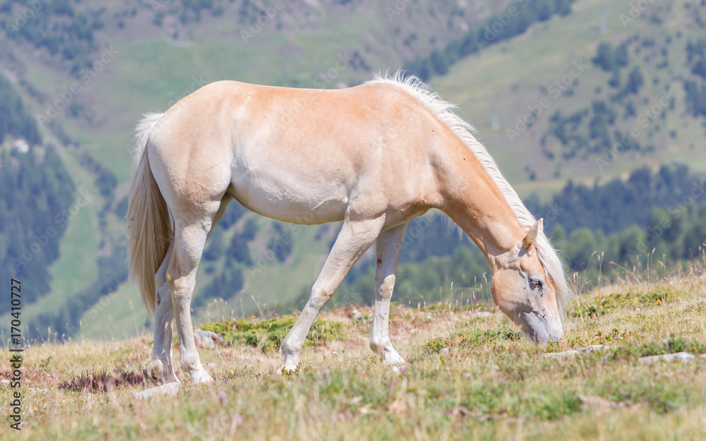 Beautiful haflinger horse in the Alps / mountains in Tirol Beautiful haflinger horse in the Alps / mountains in Tirol
