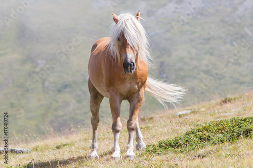 Fotografie Beautiful haflinger horse in the Alps / mountains in Tirol