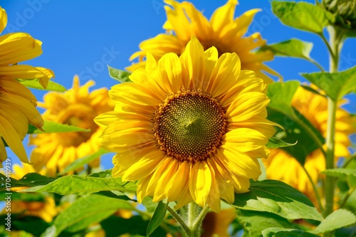 Fototapeta Naklejka Na Ścianę i Meble -  Grußkarte - Sonnenblumen