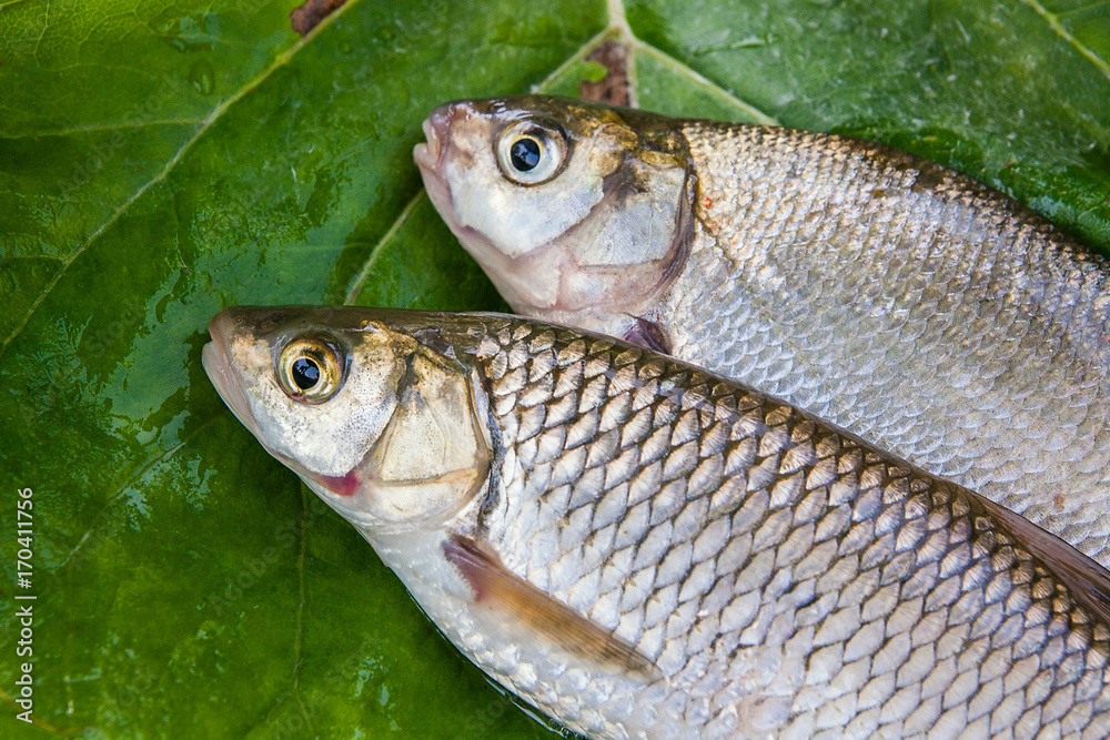 Freshwater common bream and European chub fish on natural background.. Freshwater common bream and European chub fish on natural background..
