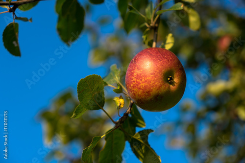 Apfel am Baum