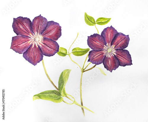 Hand drawn purple Clematis