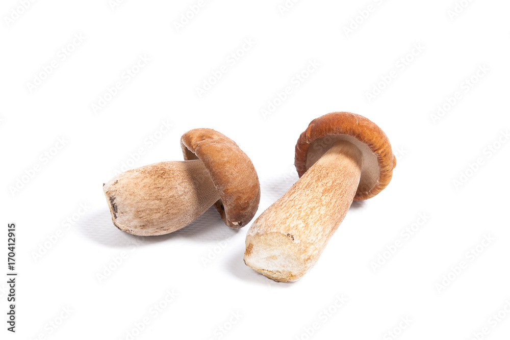 Two porcini mushroom known as boletus edulis isolated on white background. Two porcini mushroom known as boletus edulis isolated on white background.