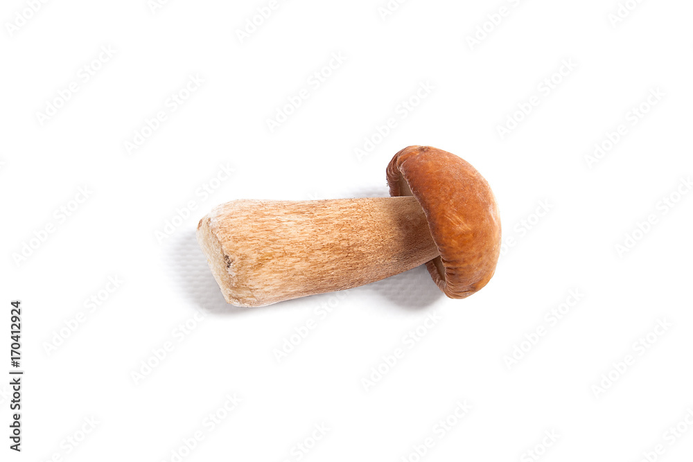 Single Porcini mushroom known as boletus edulis isolated on white background. Single Porcini mushroom known as boletus edulis isolated on white background.
