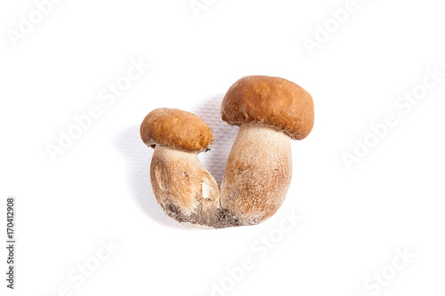 Double porcini mushrooms known as boletus edulis isolated on white background.