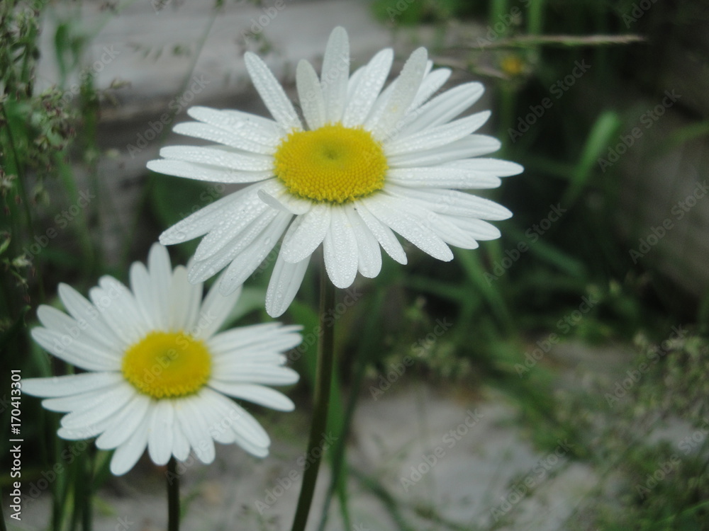 Obraz premium Marguerites blanches Daisies