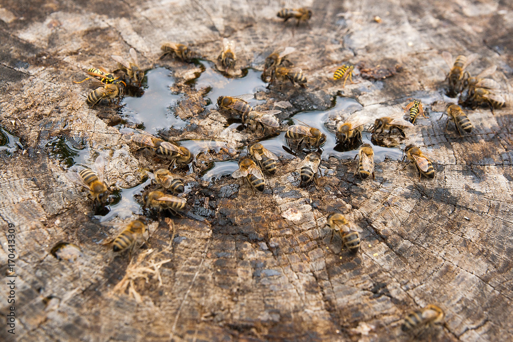 Bees and wasp swarming on honey drops on vintage wooden background..