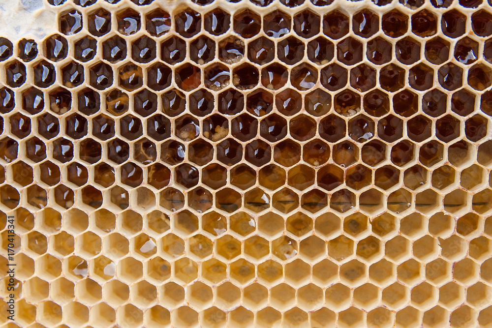 Close up view of honeycomb with honey as background..