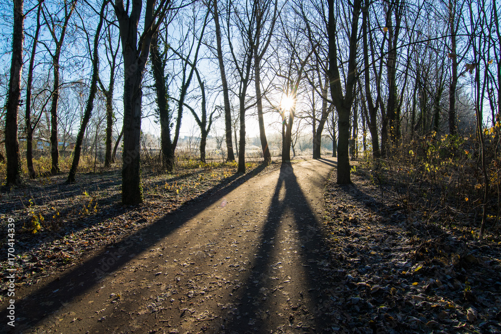 Obraz premium Bäume am Wintermorgen in einer Allee in Deutschland