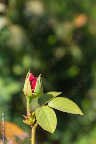 Red rosebud on rosier Lolita Lempicka in the flower garden on a summer day photo