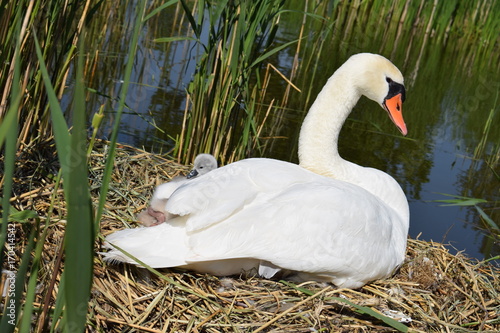 Swans with cygnets, baby swan