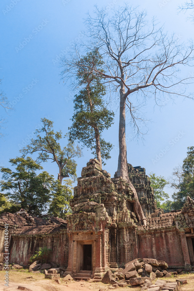 Ancient gallery of amazing Ta Prohm temple overgrown with trees. Mysterious ruins of Ta Prohm nestled among rainforest in Angkor, Siem Reap, Cambodia. Ta Prohm is also known as Tomb Raider