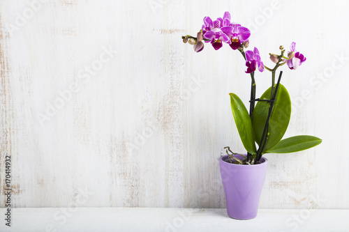 Orchid in pot on a wooden table