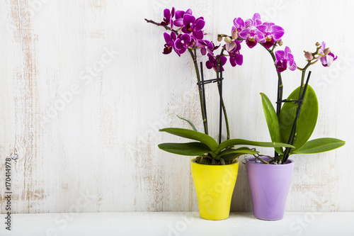 Two orchids in pots