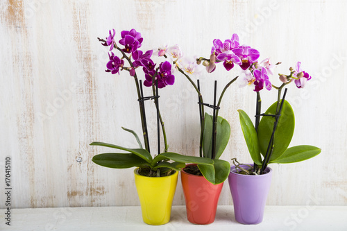 Three orchids in pots
