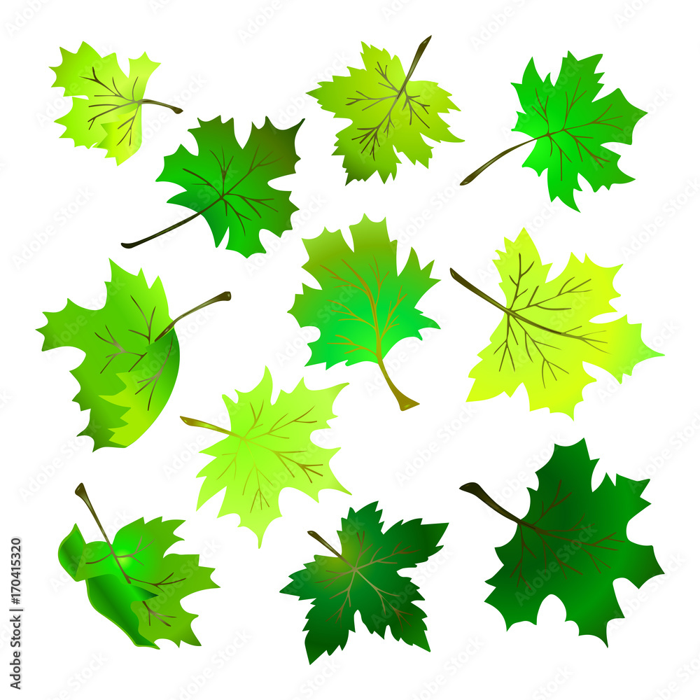 Hand-drawn vector illustration of maple leaves. Green summer leaves on a white background. Set of several different leaves. Hand-drawn vector illustration of maple leaves. Green summer leaves on a white background. Set of several different leaves.