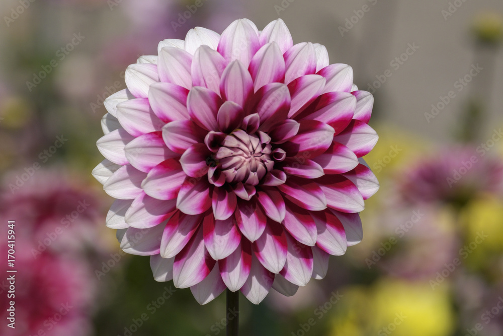 Dahlie (Dahlia) Dahlie (Dahlia)