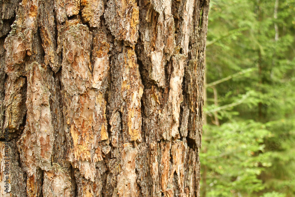 Fototapeta premium Forest wood tree facture.