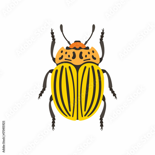 Colorado beetle © volyk