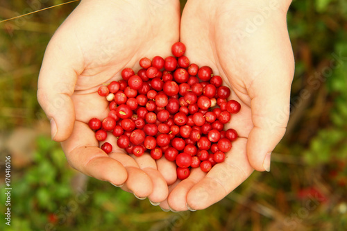 Small red forest berries in hands.