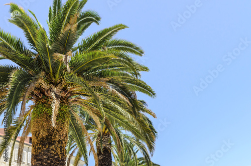 Palm against the sky.
