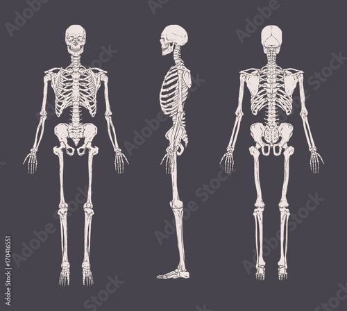 Set of realistic skeletons isolated on gray background. Anterior, lateral and posterior view. Concept of anatomy of human skeletal system. Vector illustration for educational or medical banner.