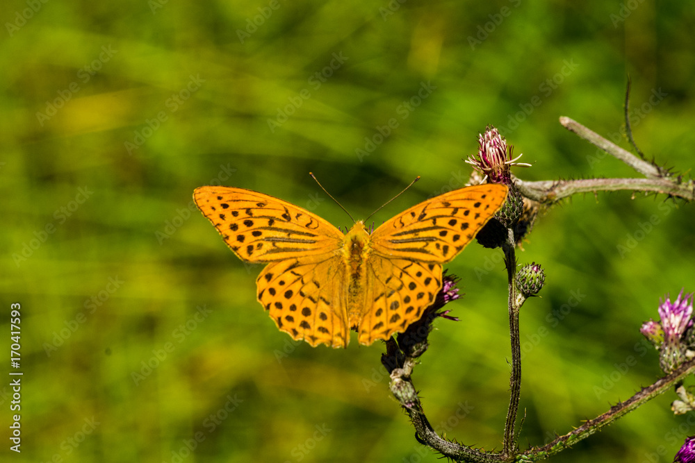 Obraz premium dostojka 005