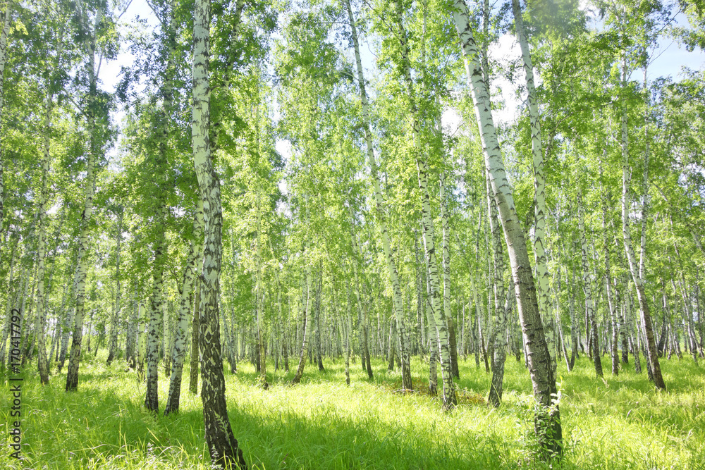 birch forest birch forest