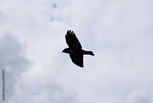 Flying black crow © Kim de Been