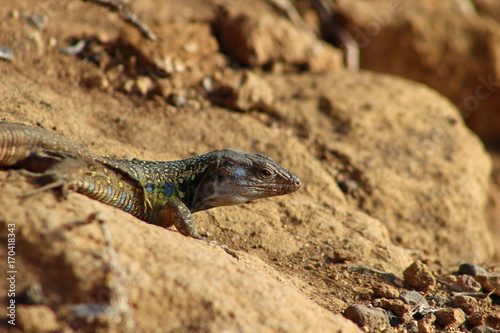 Lagarto  Gallotia Galloti  Teide  Islas Canarias