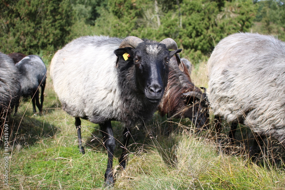 Obraz premium Im Blick der Heidschnucke