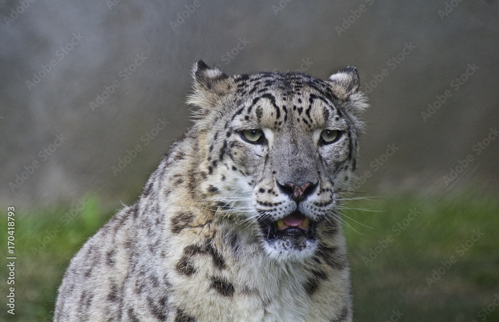 Fototapeta premium leopardo delle nevi
