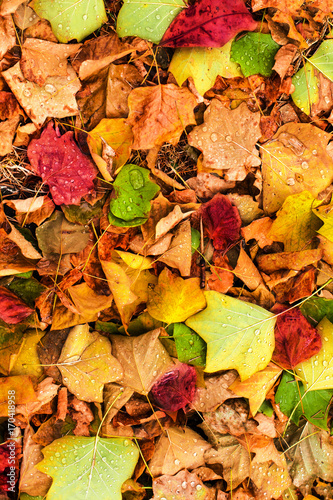 Beautiful autumn background with maple leaves close up. Colorful Outdoor autumn concept.