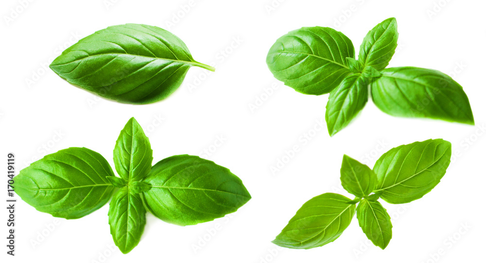 Set of Basil leaves isolated on white background. Macro. Top view. Flat lay. - obrazy, fototapety, plakaty 