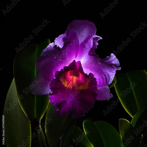 Cattleya lueddemanniana isolated on black background photo