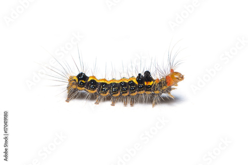 Colorful hairy caterpillar isolated on white background