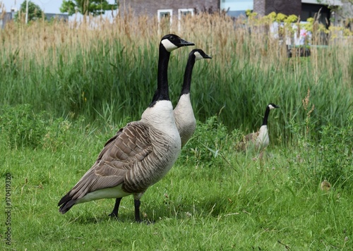 Geese and gosling, baby goose