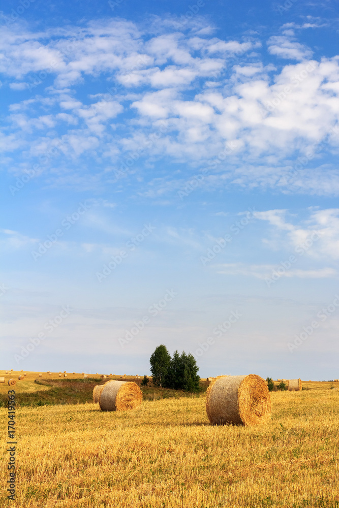Straw bales in wheat field on sunny day