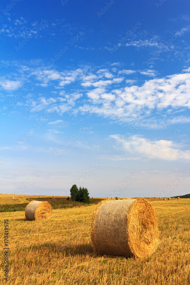 Hay and straw bales in wheat field