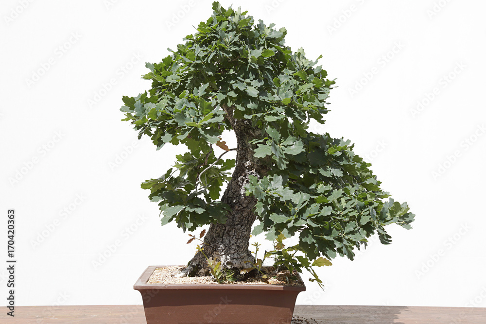 sehr schnell wachsender bambus Fargesia robusta 'Pingwu' / Hoher Heckenbambus main image 0