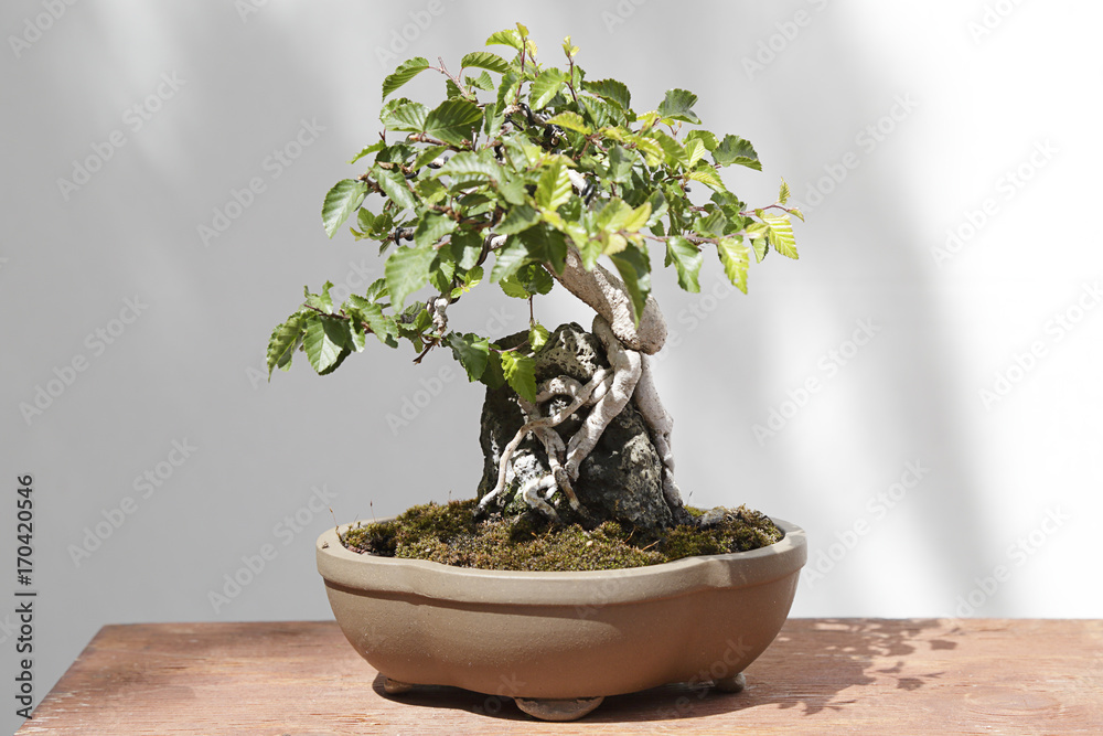 Carpinus turczaninowii bonsai on a wooden table and white background Carpinus turczaninowii bonsai on a wooden table and white background