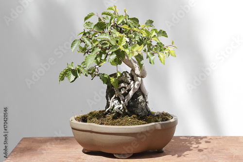 Carpinus turczaninowii bonsai on a wooden table and white background