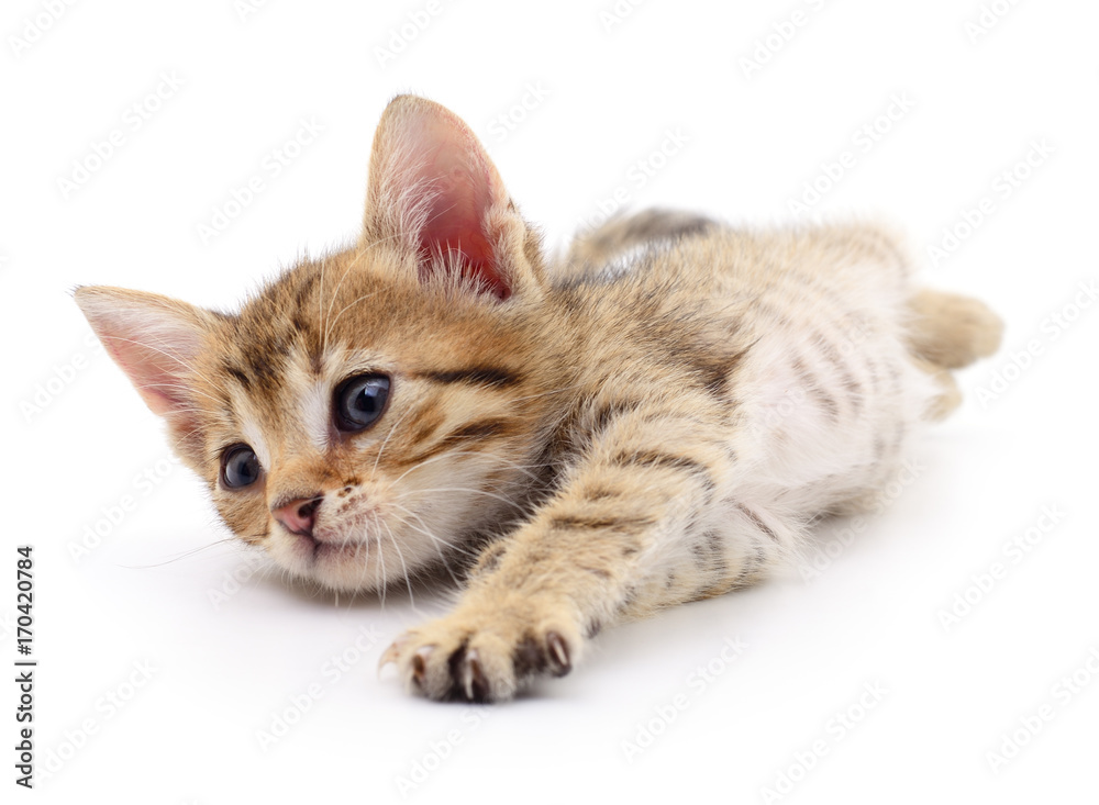 Obraz premium Small brown kitten.