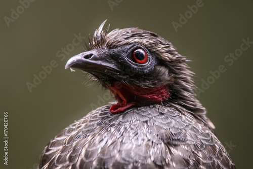 Jacua  u  Penelope obscura    Dusky-legged Guan photographed in Santa Teresa  Esp  rito Santo - Southeast of Brazil. Atlantic Forest Biome.