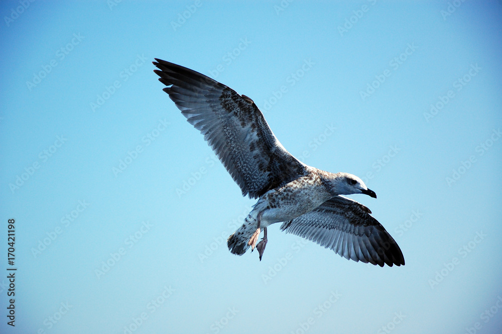 Fototapeta premium Möwe